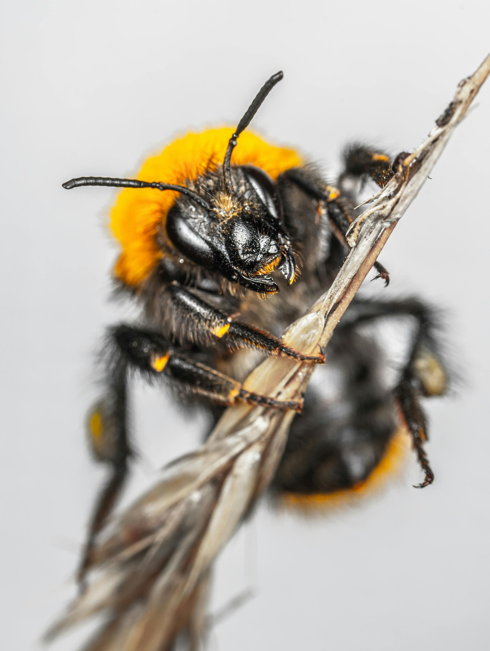 Close-up of a fuzzy black-and-orange bumblebee clinging to a dried grass stem