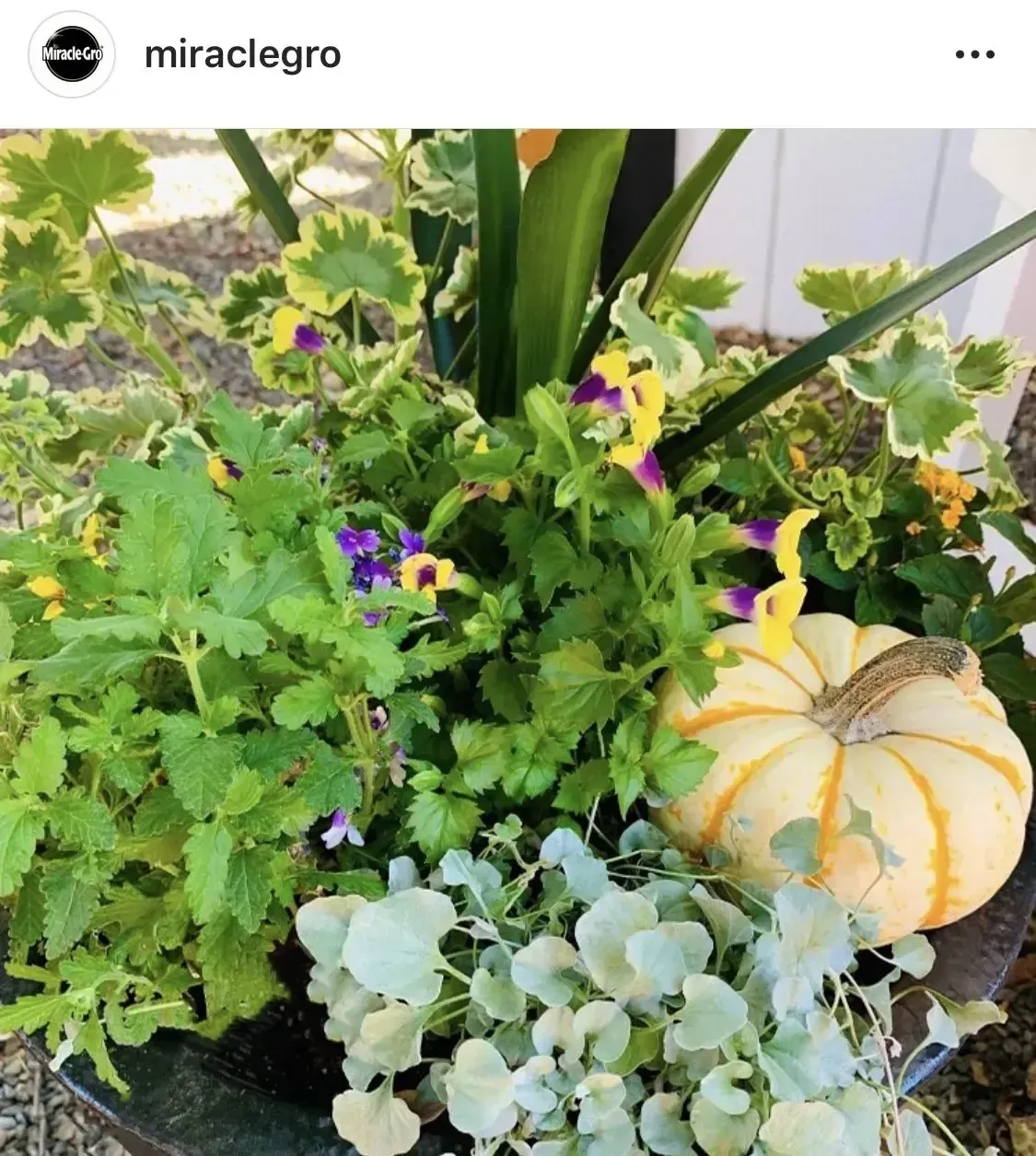 A potted plant with a pumpkin and purple flowers