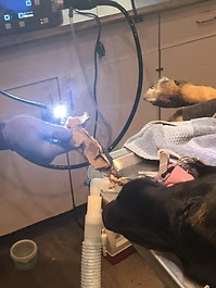 A dog undergoing a medical procedure; endoscope inserted into its mouth.
