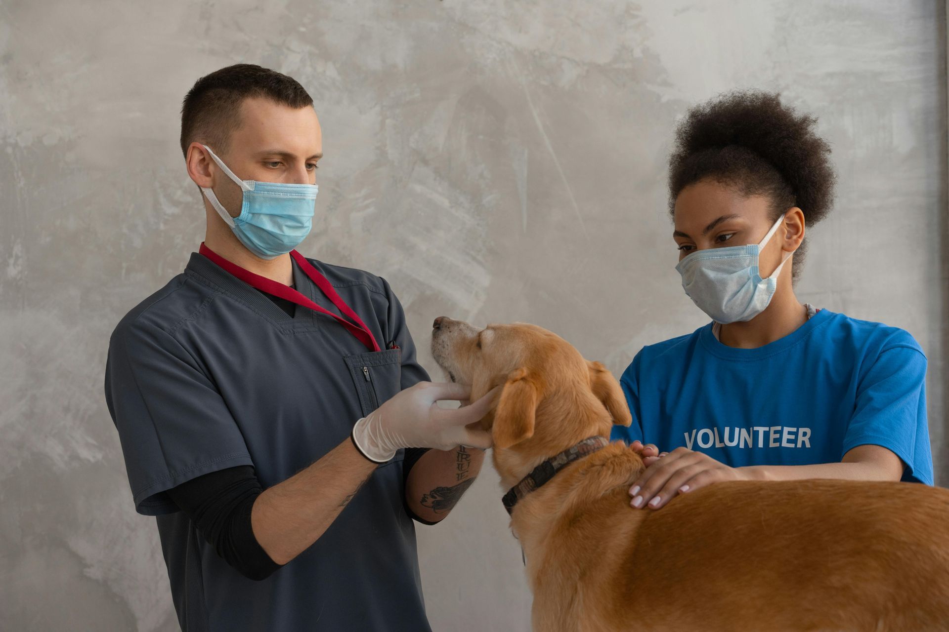 A veterinarian and volunteer wearing masks examine a brown dog indoors.