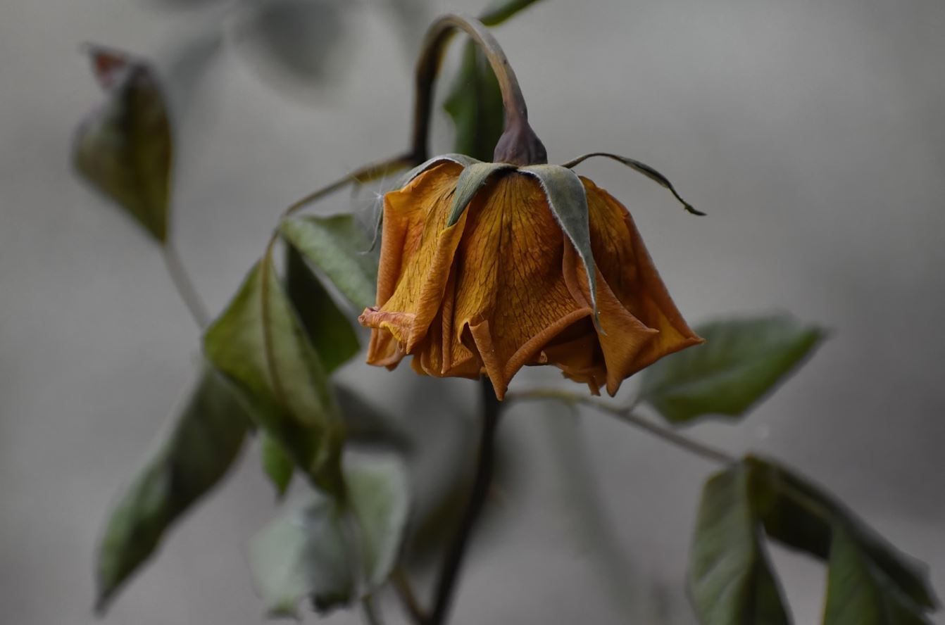 wilted funeral rose symbolizing grief and loss in Portland, ME