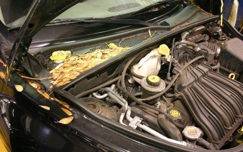 The hood of a car is open and covered in leaves.