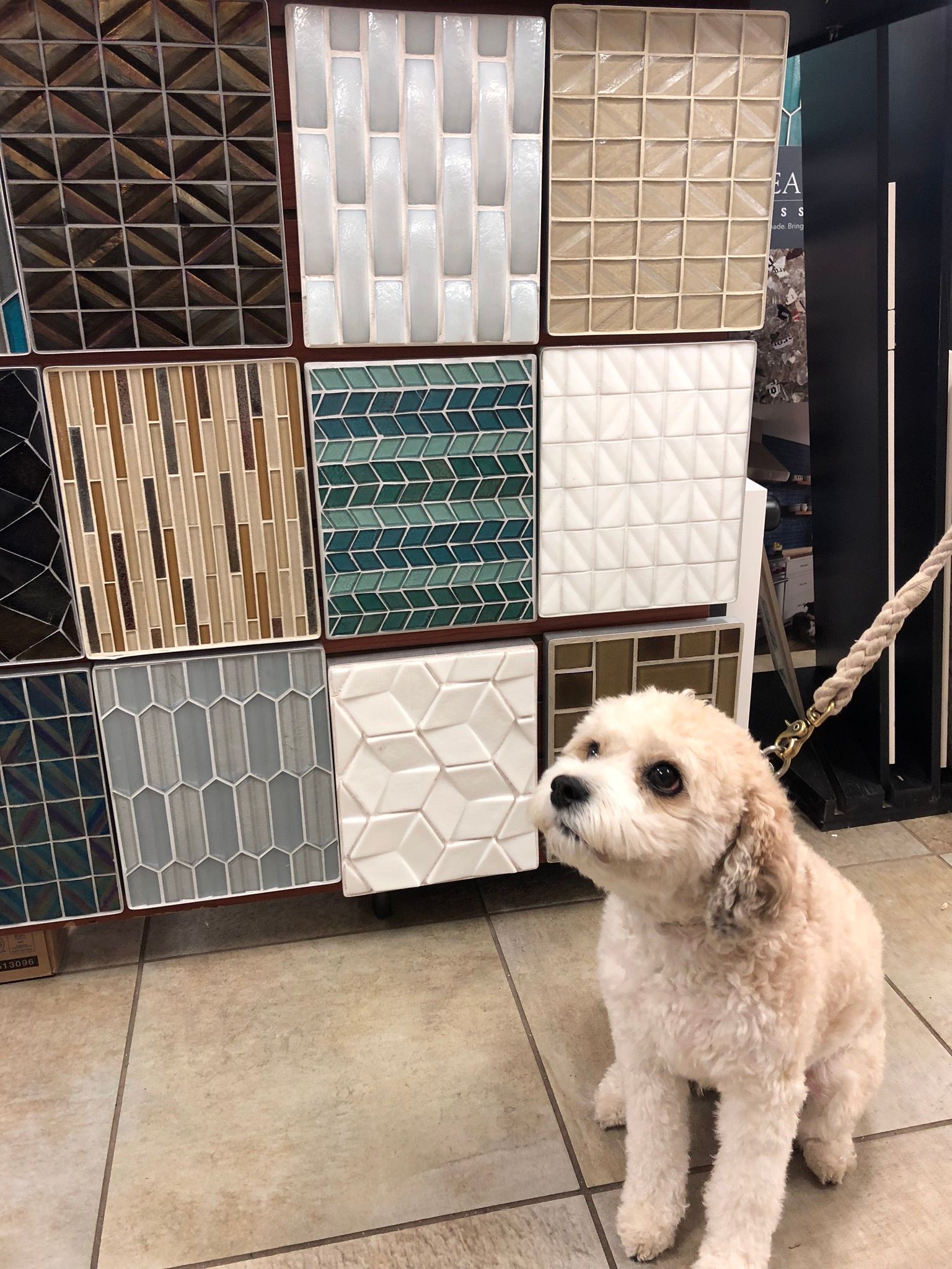 A small dog is standing in front of a wall of tiles.