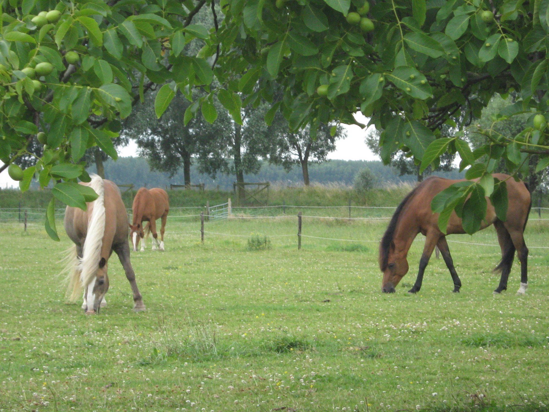 paarden en pony in de wei in de zomer eczeem oplossing