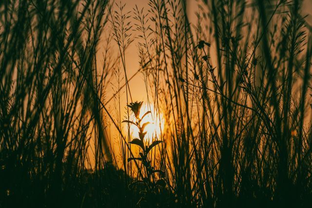 Silhouette of grass during sunset for Purdy, WA funeral home and cremation services