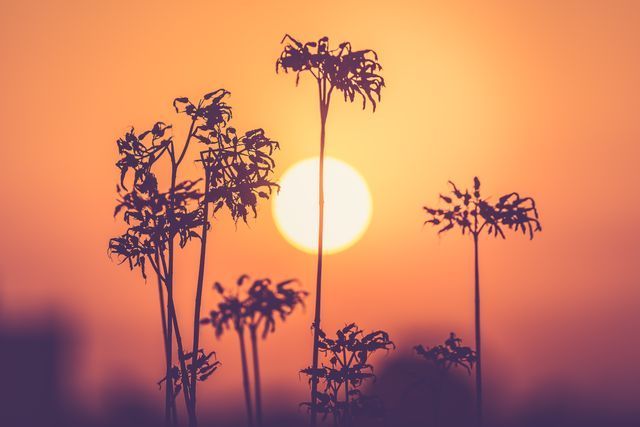 Wildflowers silhouetted against a sunset for Purdy, WA funeral home and cremation services