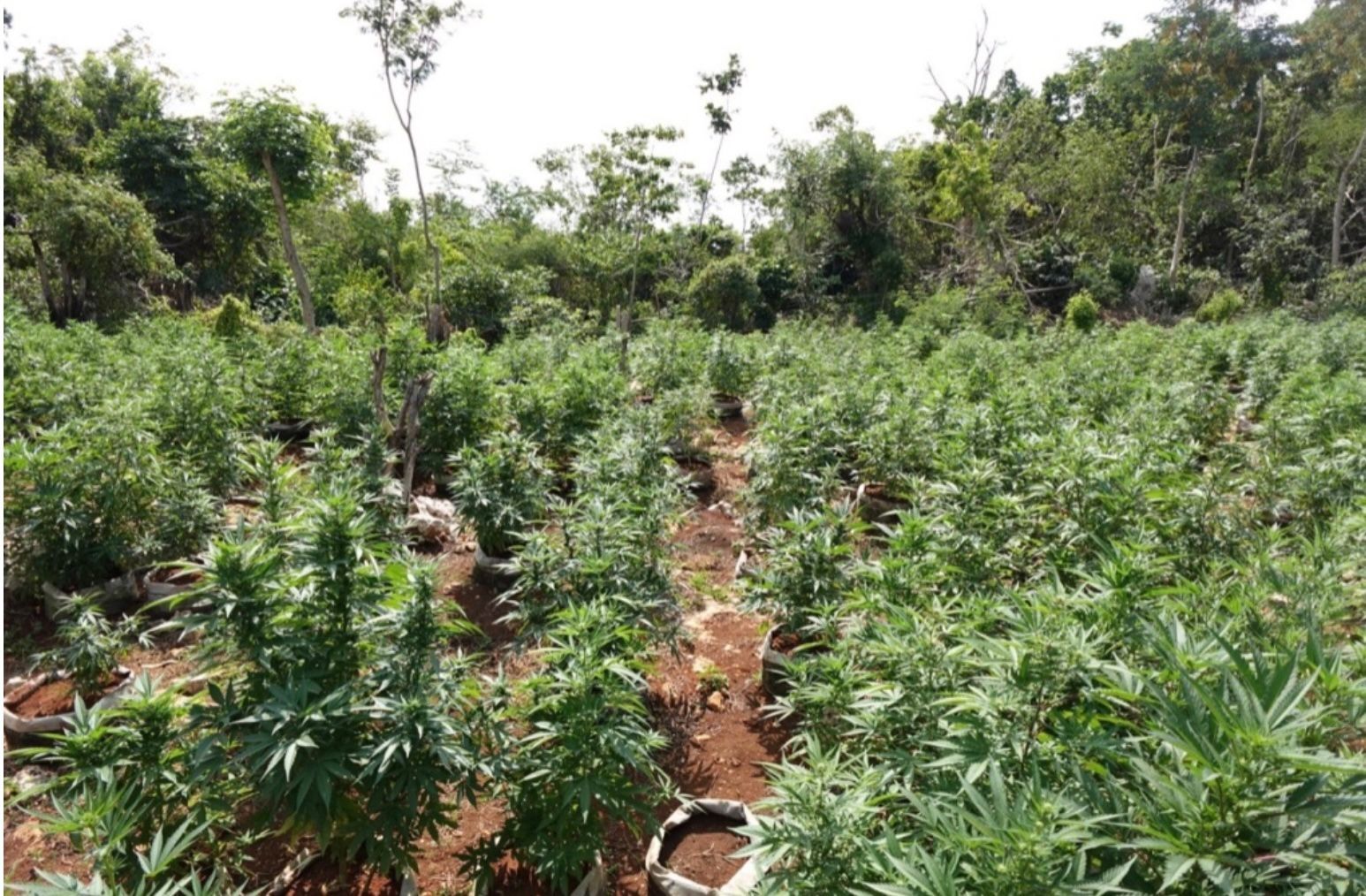 Cannabis plants at an off-property Jamaican farm experience