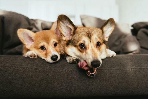 Golden Brown Cat And Dog — Goose Creek, SC — Adorable Pets Golden Brown Cat And Dog — Goose Creek, SC — Adorable Pets
