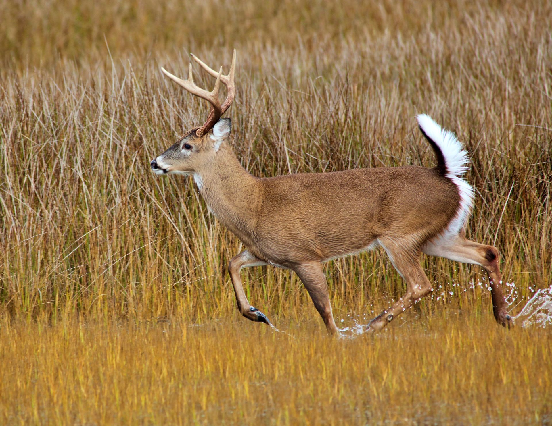 White-tailed deer walking through tall golden grass