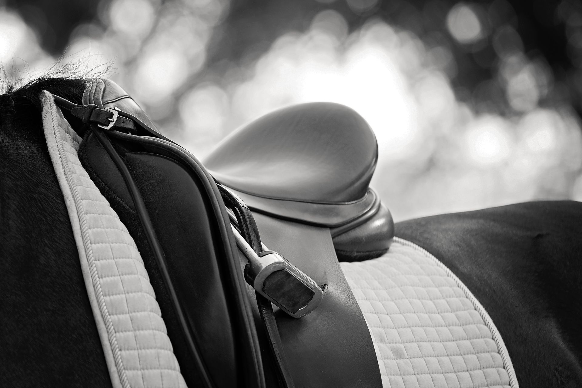 Close-up of a black-and-white horse saddle on a horse, with blurred trees in the background