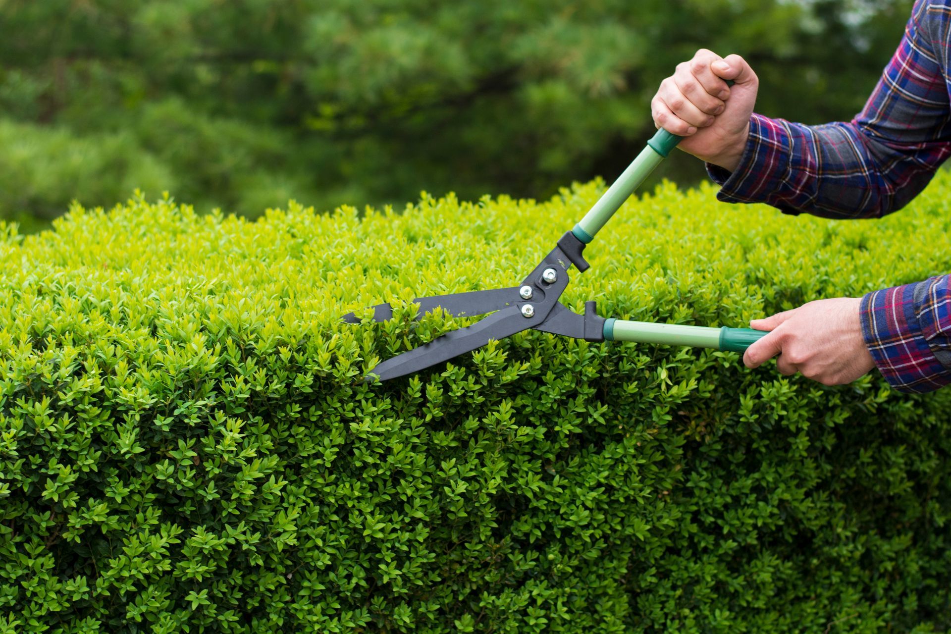 Trimming Hedge Row — New Lenox, IL — Nittany Lawn & Weed Solutions