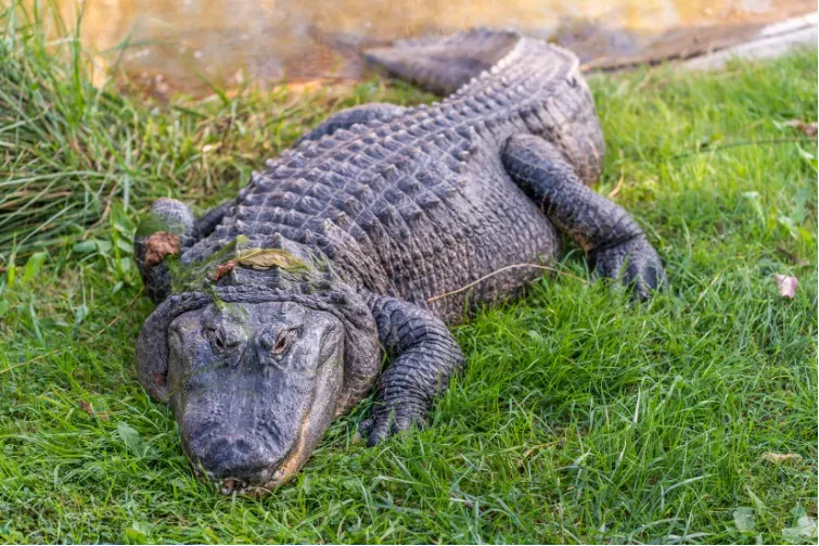 Alligator resting on green grass near a water’s edge
