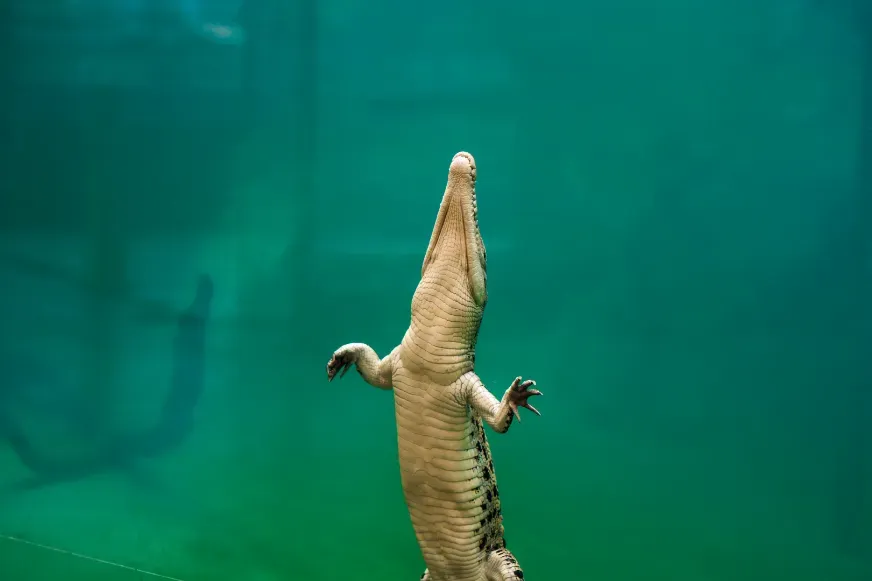 Crocodile rising vertically in green water, with snout and front legs visible above the surface
