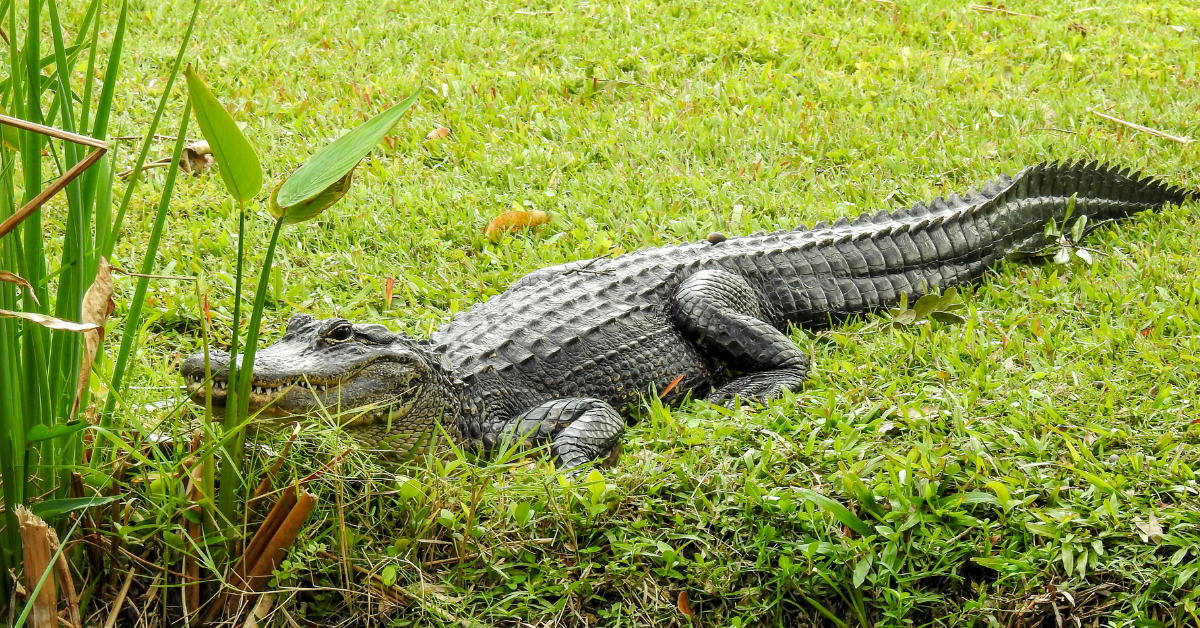 Florida Alligators and Crocodiles