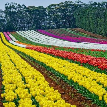 TASMANIA & KING ISLAND