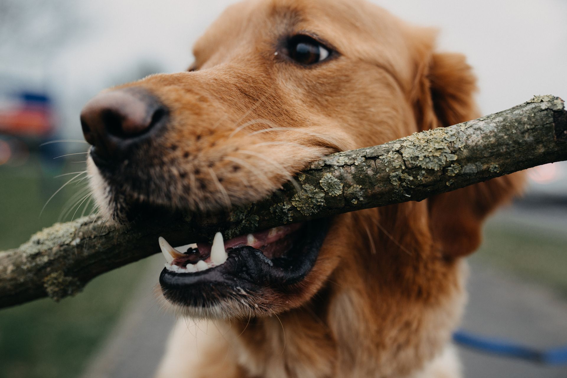 Golden retriever, holding a stick in its mouth, outdoors, with a blurred background.