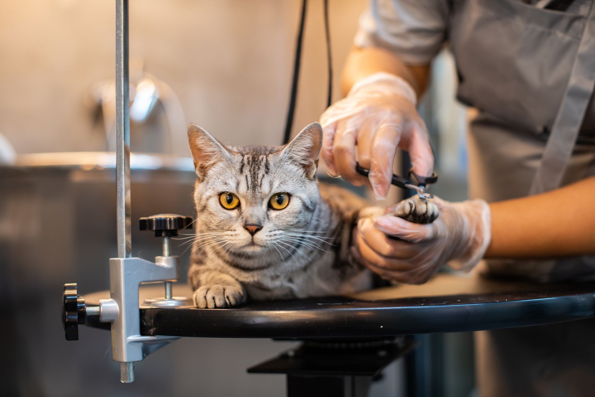 Cat getting its nails trimmed at a grooming salon. A person in gloves holds the cat’s paw.