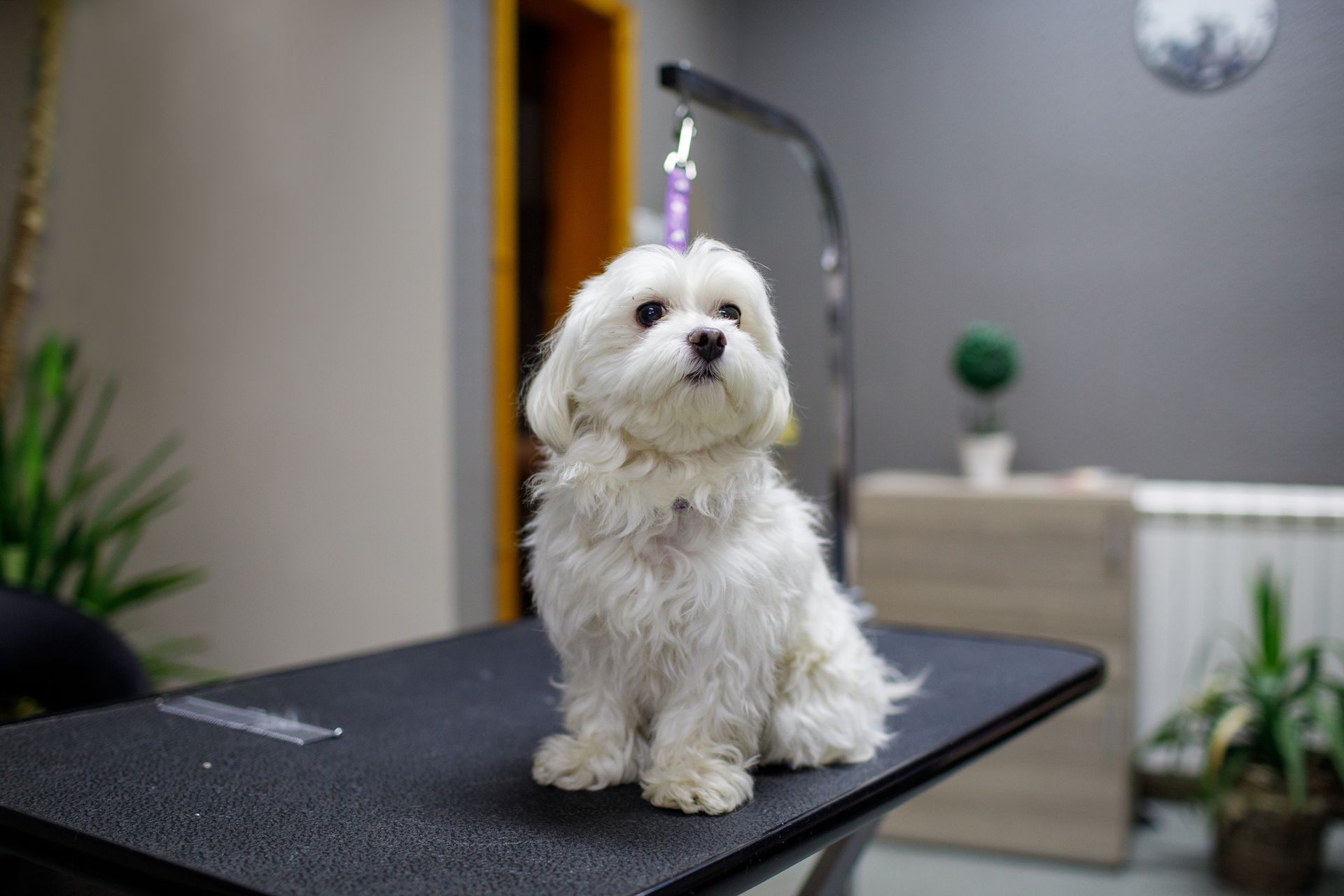 White Maltese dog sitting on a grooming table in a salon.