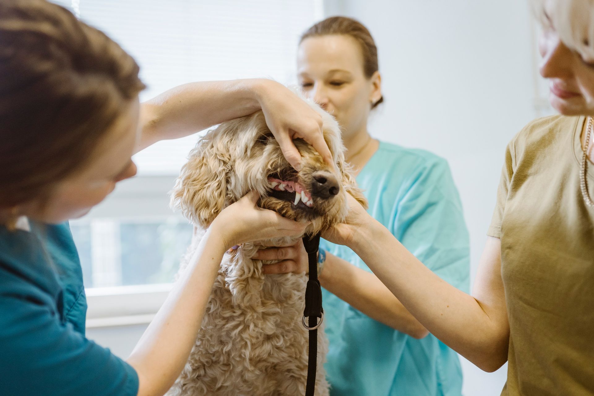 Veterinarians examine a dog's mouth in a clinic; one holds its head, another its mouth.