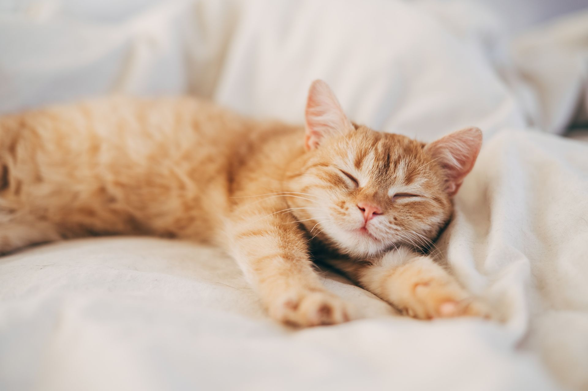 Orange tabby cat stretches out on white bedsheets, eyes closed in contentment.