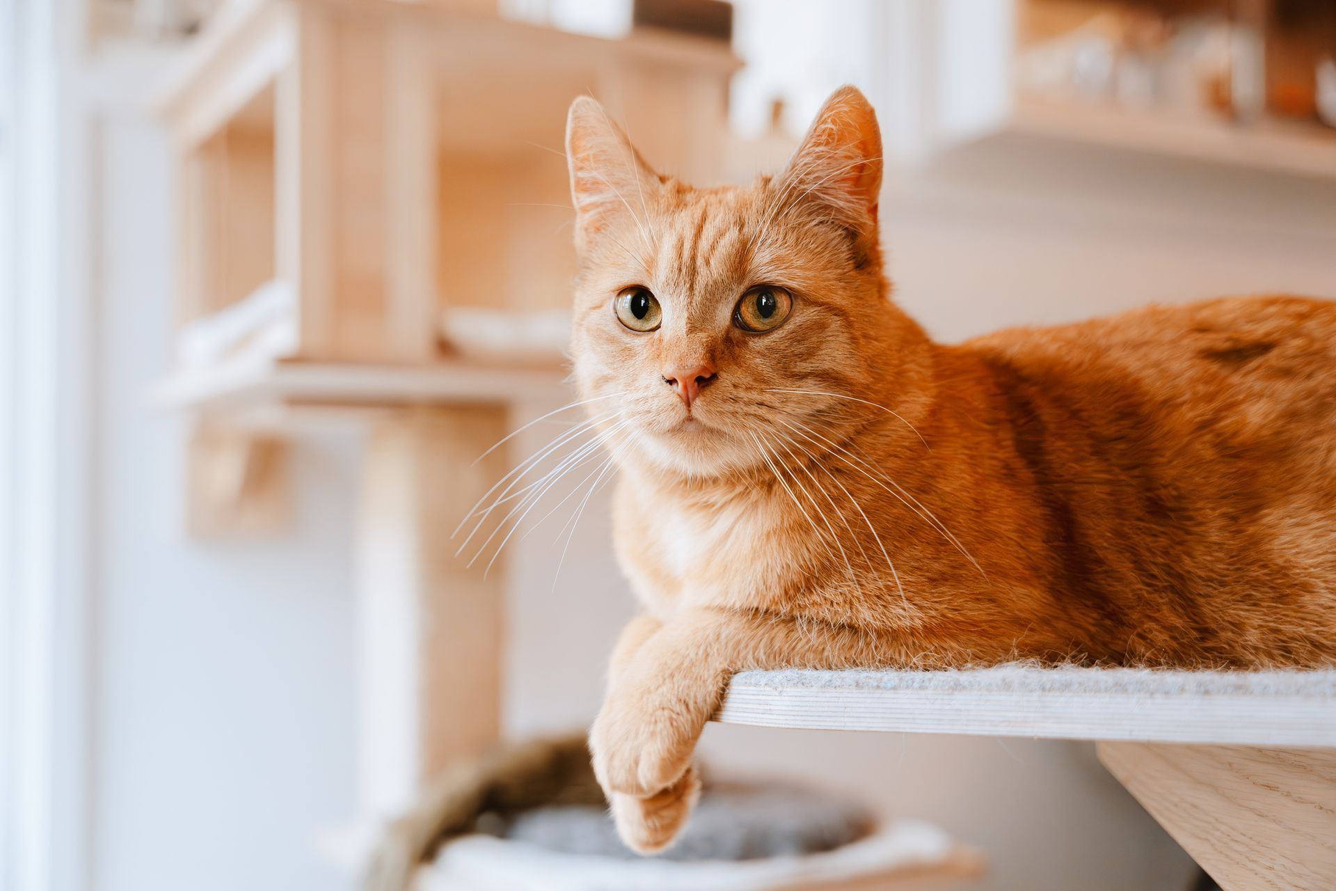 Orange tabby cat resting on a white shelf, looking directly at the camera. Light wooden cat tree in background.