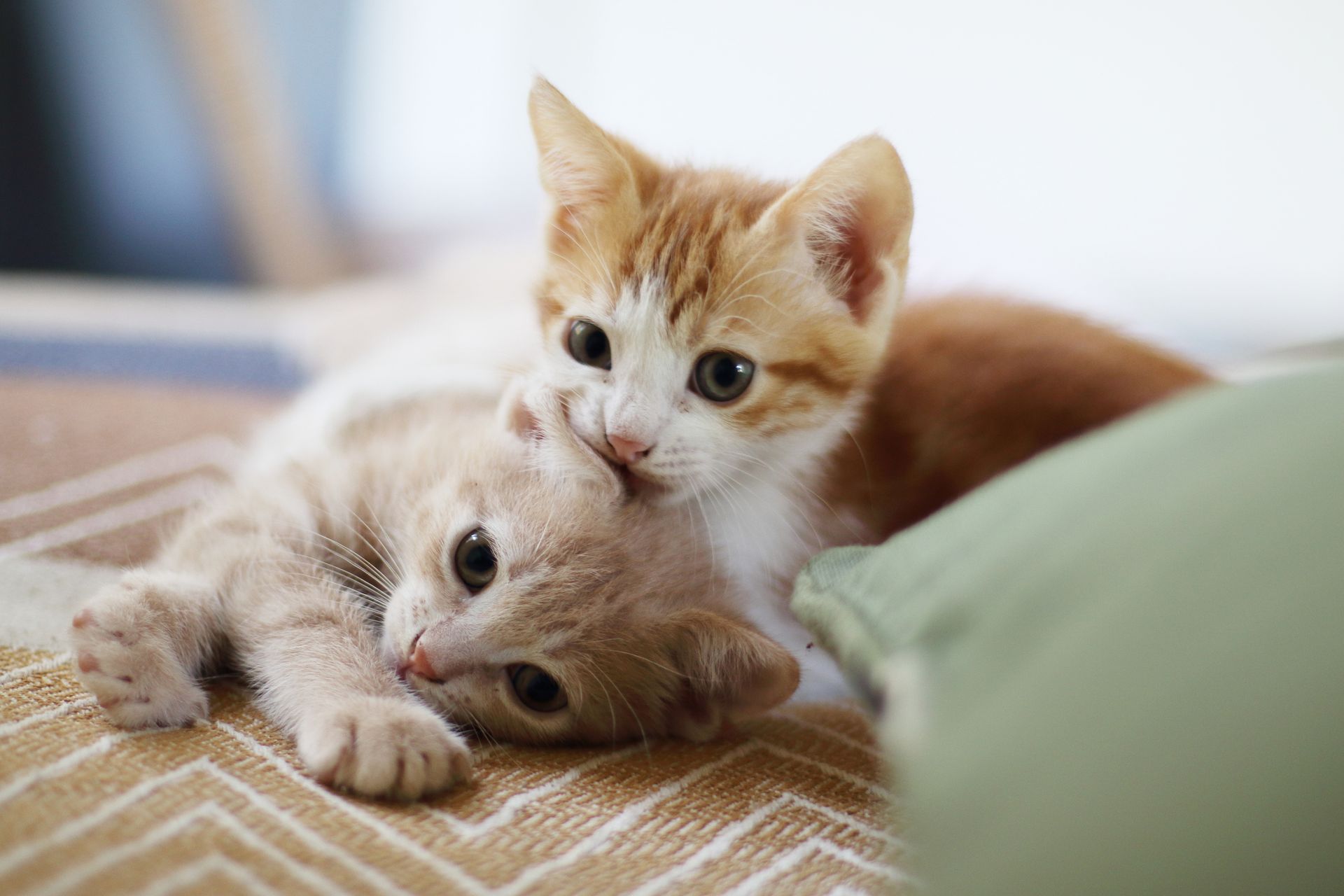 Two orange and tan kittens play, one biting the other's neck on a patterned blanket.
