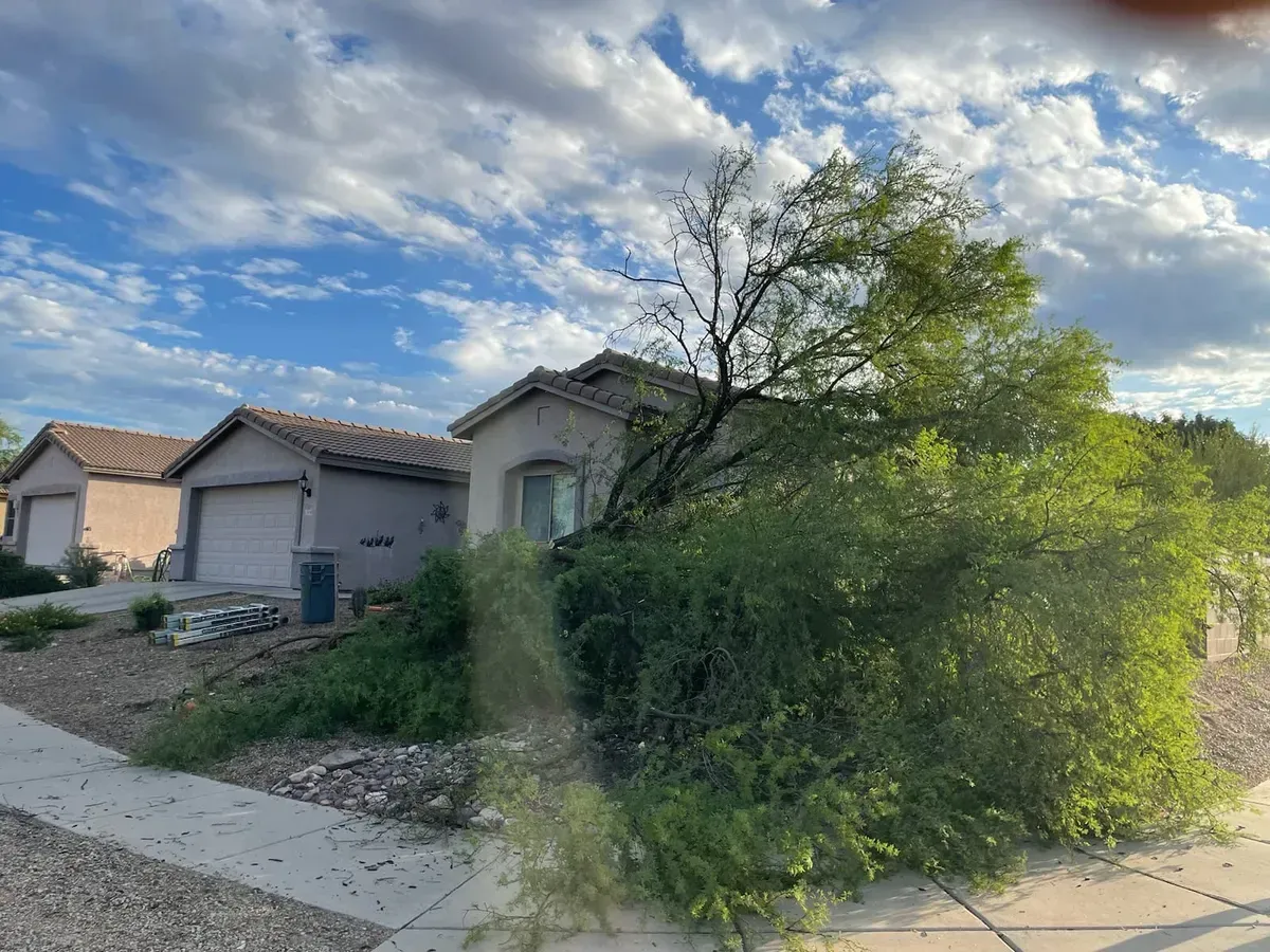 House with a tree leaning over it; green foliage, blue sky with clouds, sidewalk in the foreground.