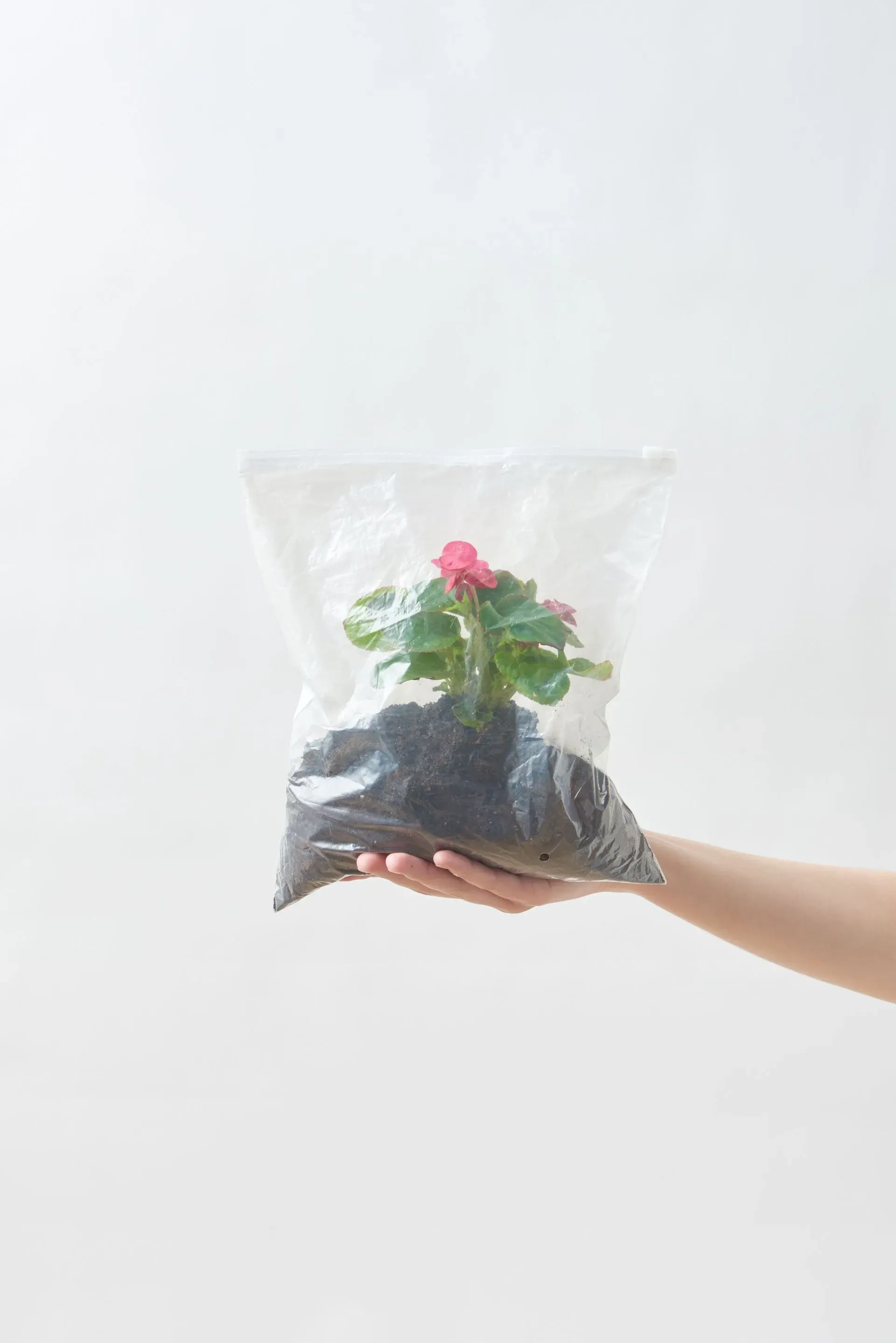 A hand holding a clear bag of soil with a blooming pink plant