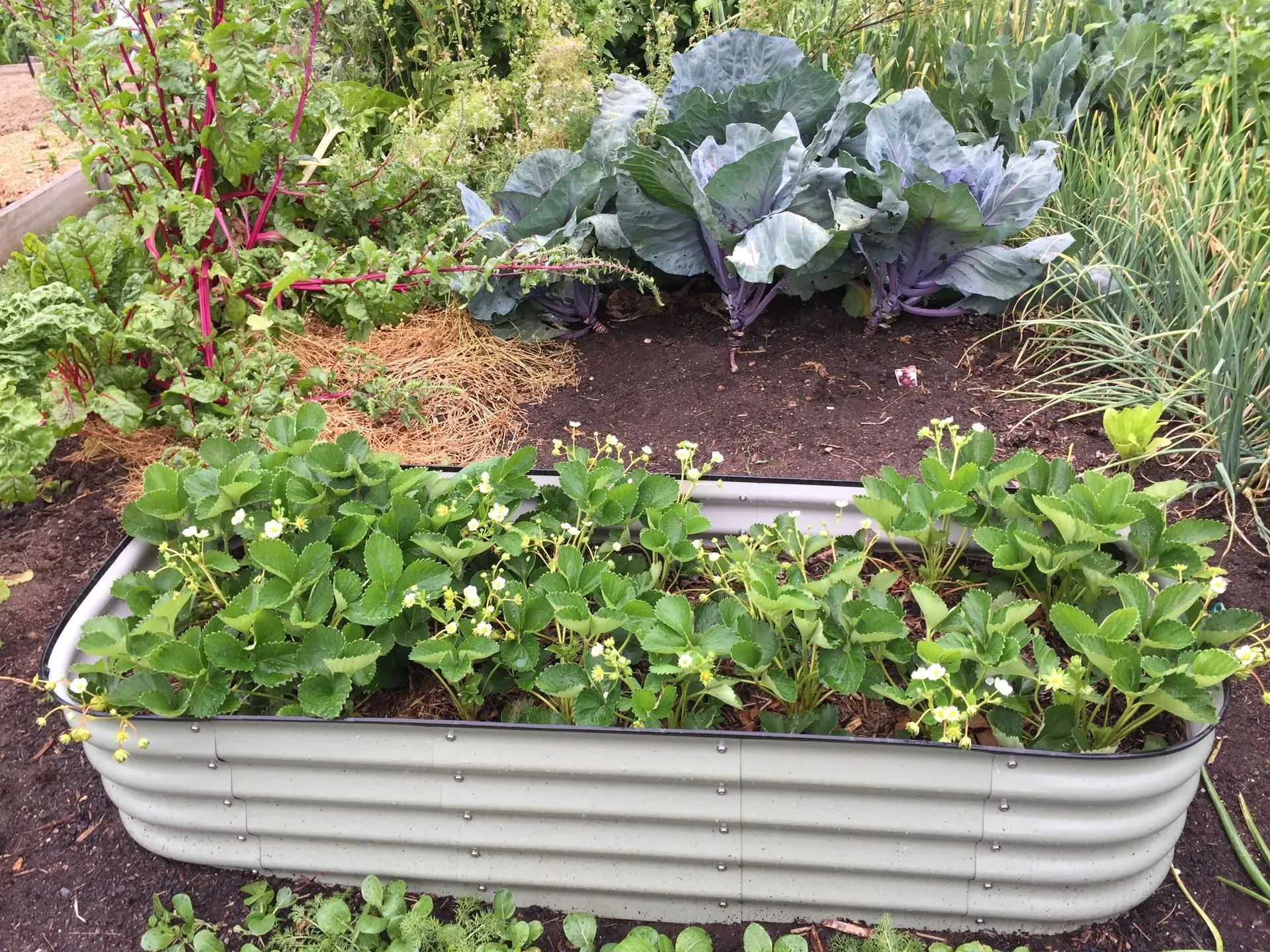 A metal raised bed full of flowering strawberry plants beside purple cabbages
