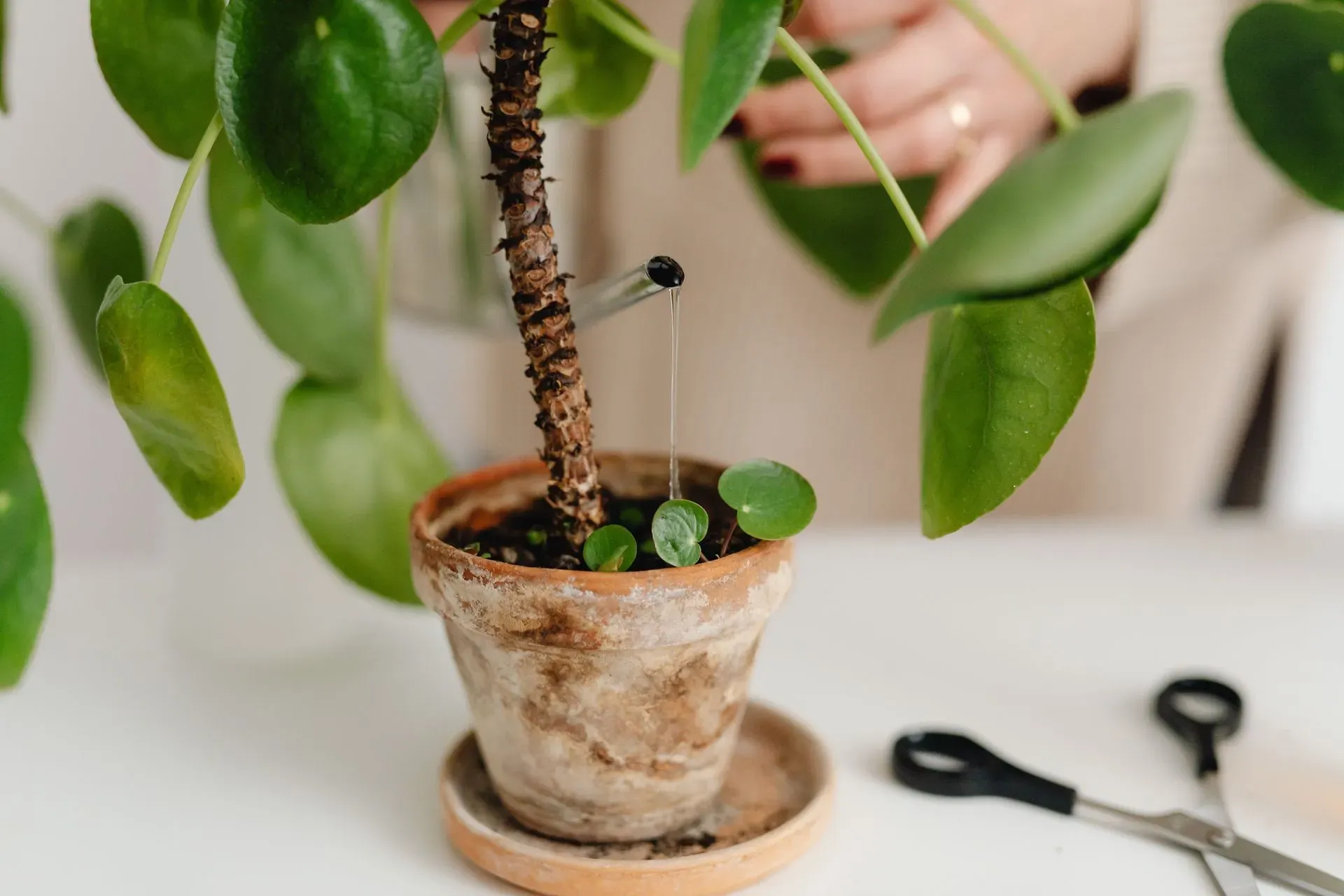 Water pouring into a clay pot with a small seedling