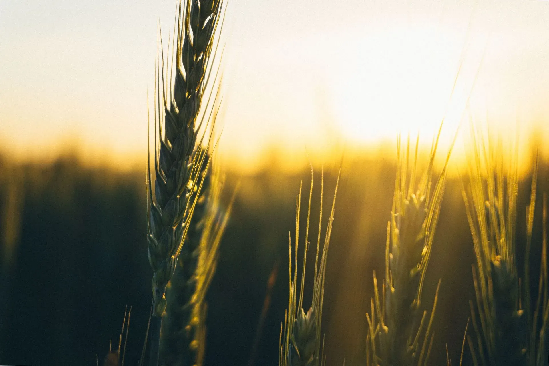 Wheat stalks glowing in warm sunset light