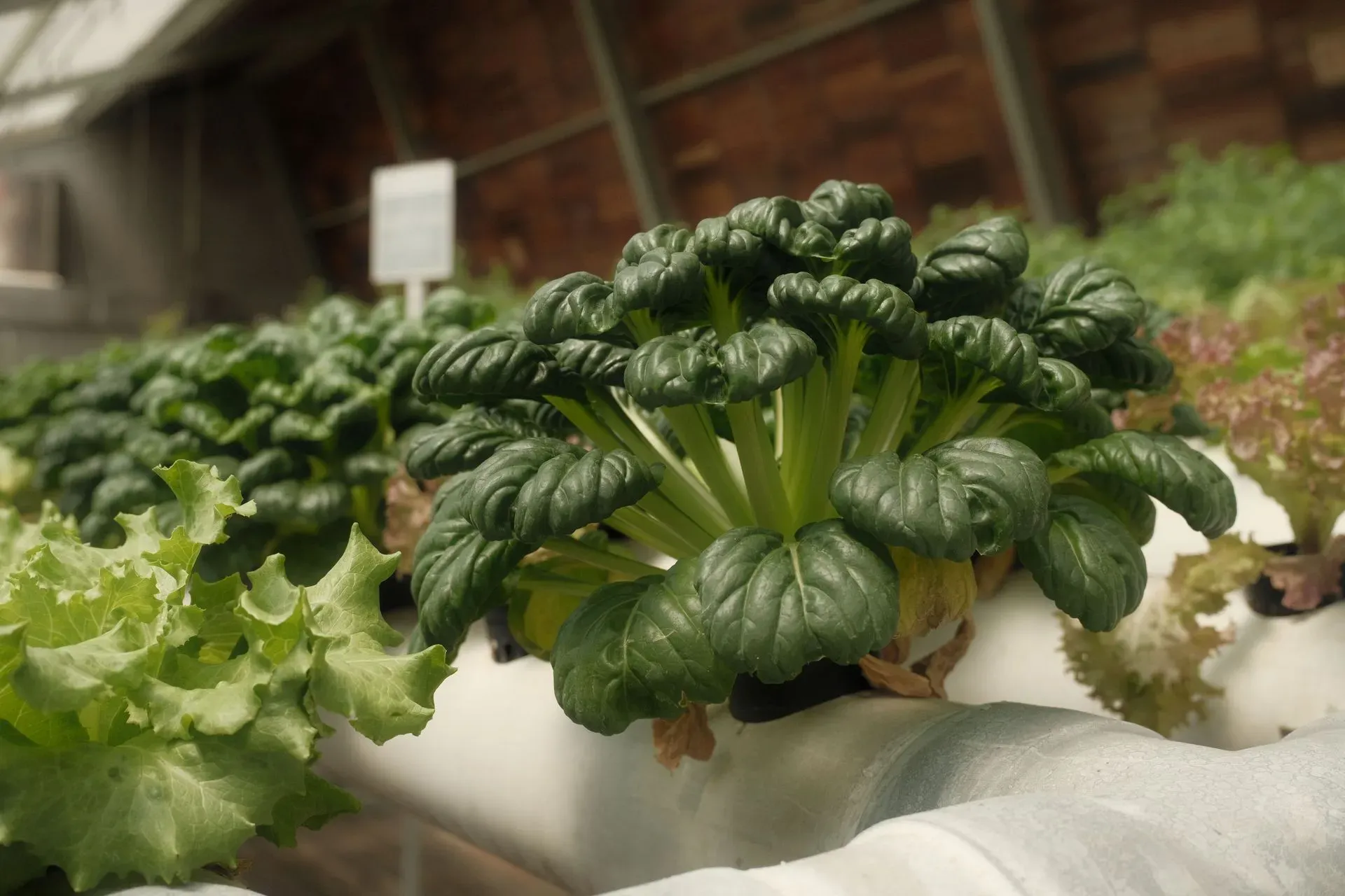 Leafy greens growing in a hydroponic system in a greenhouse