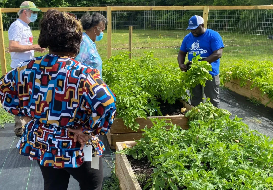Flint River Fresh educator showing visitors potato plants in raised garden beds
