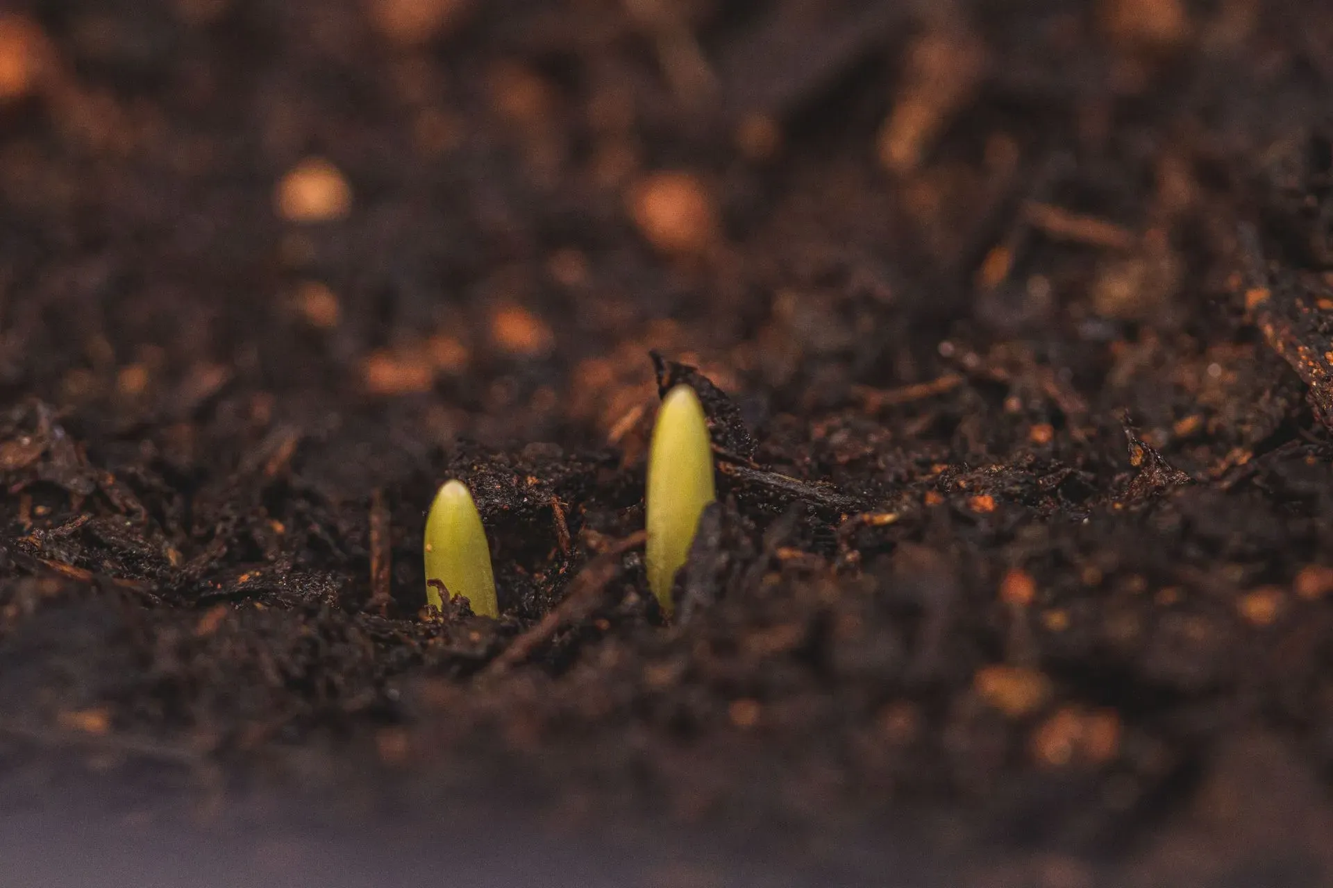 Two young seed sprouts pushing up through dark soil