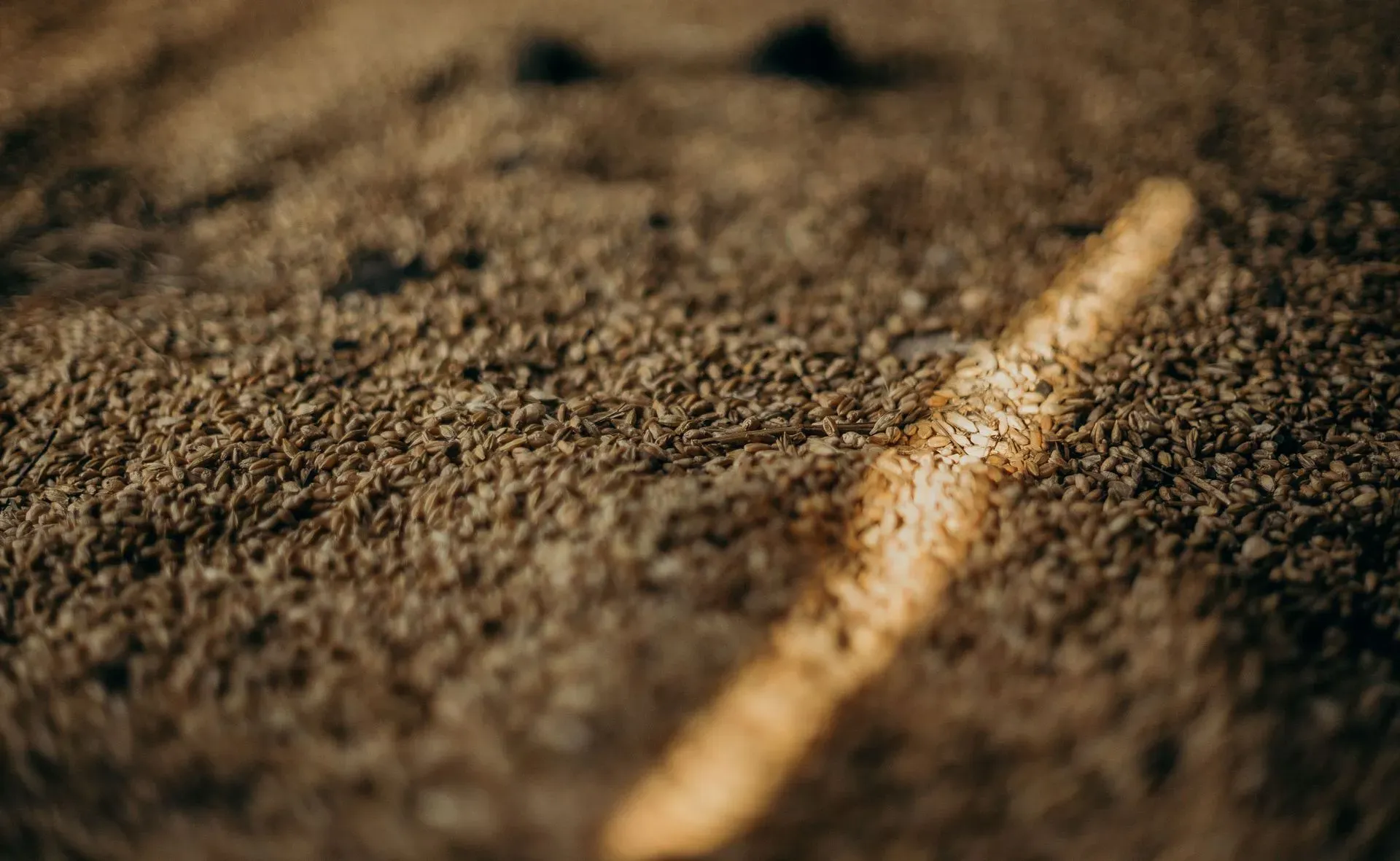 Close-up of seeds catching a ray of sunlight