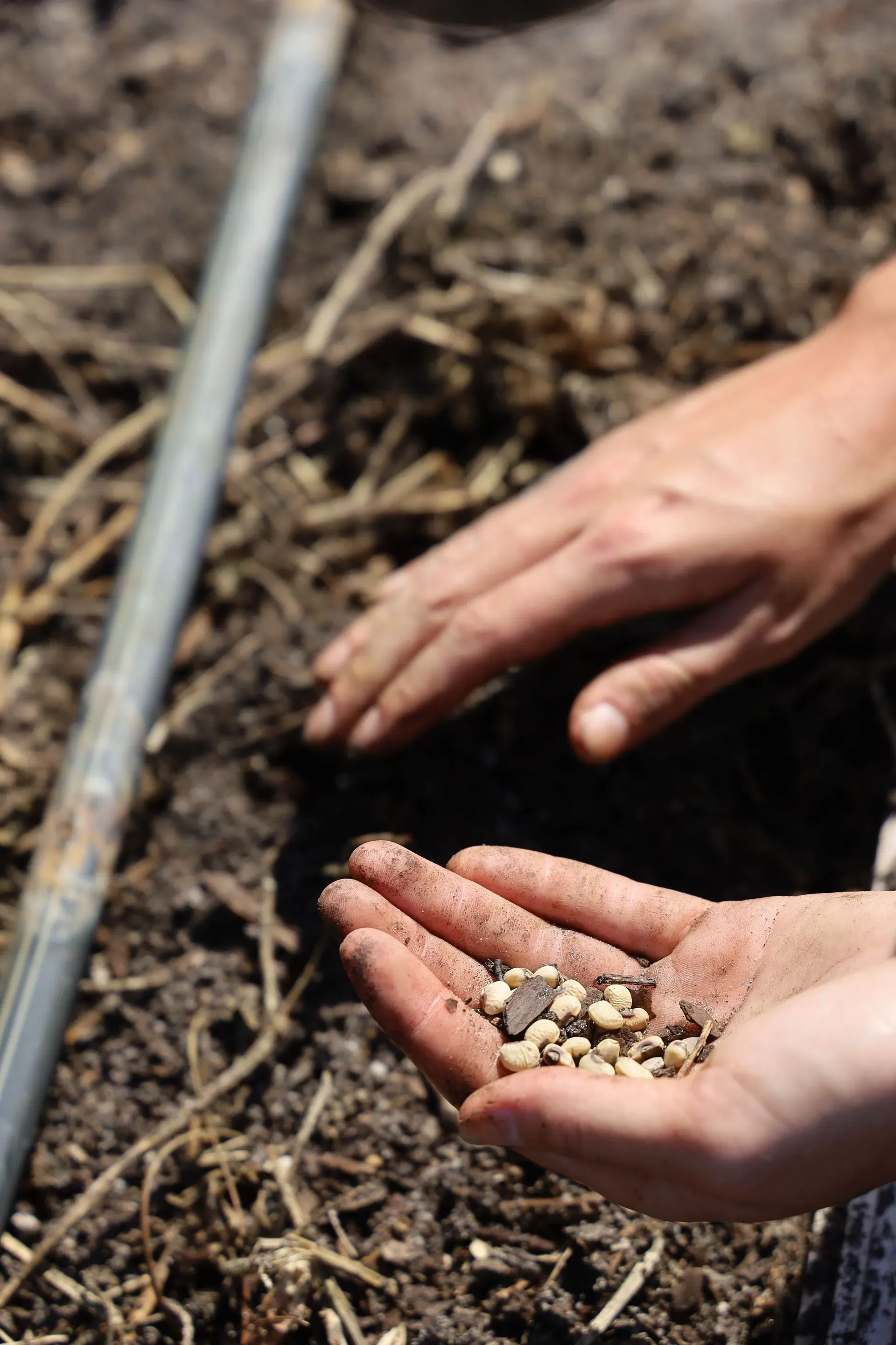 Hands holding a small pile of seeds above freshly turned garden soil