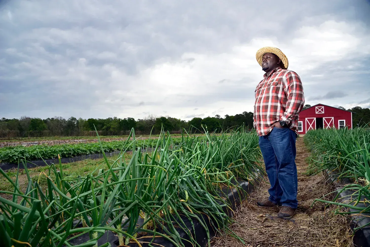 Farmer Fredo standing in a field of green onions in front of a red barn