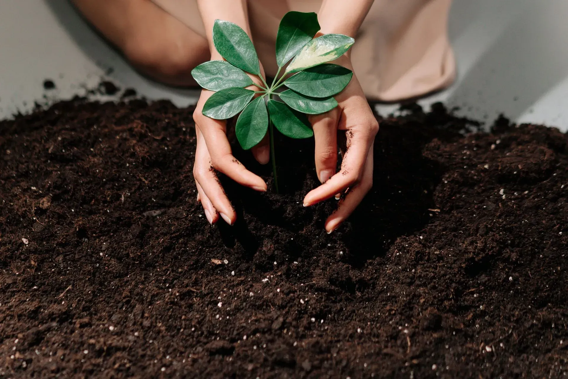 Hands gently planting a young leafy plant in dark soil