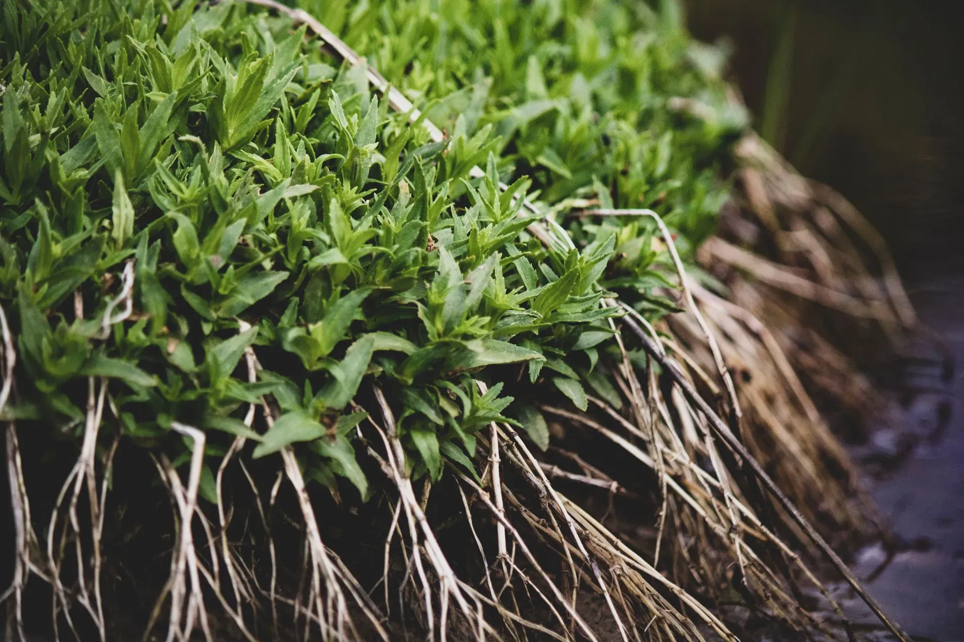Green plants with pale roots reaching down toward the water