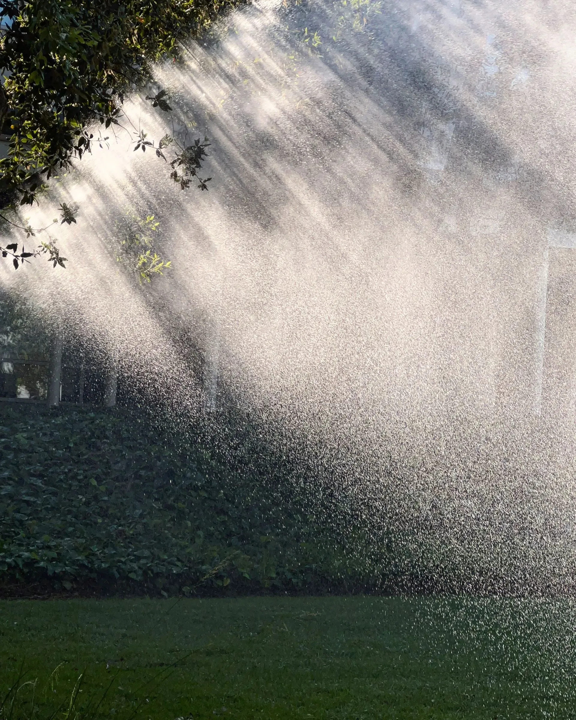 Water spraying through sunlit air over a garden