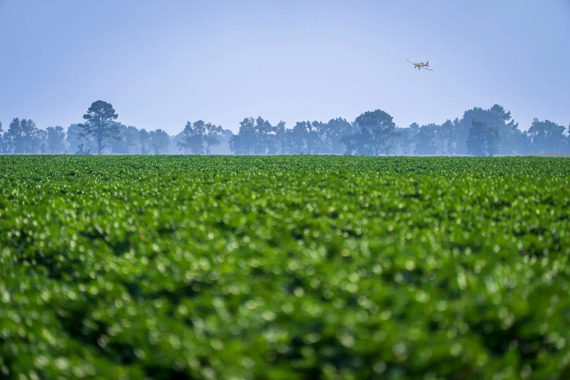 A wide green crop field under a hazy blue sky