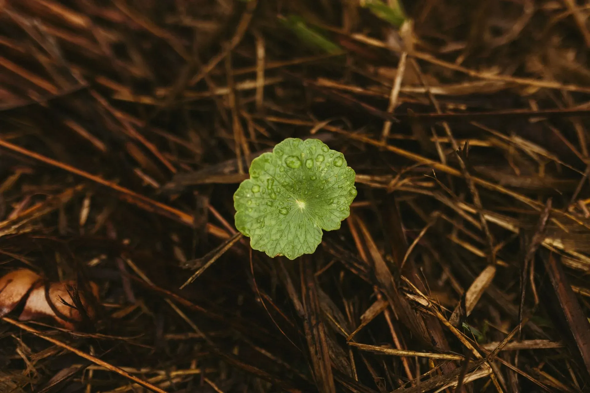 A green leaf covered in water droplets