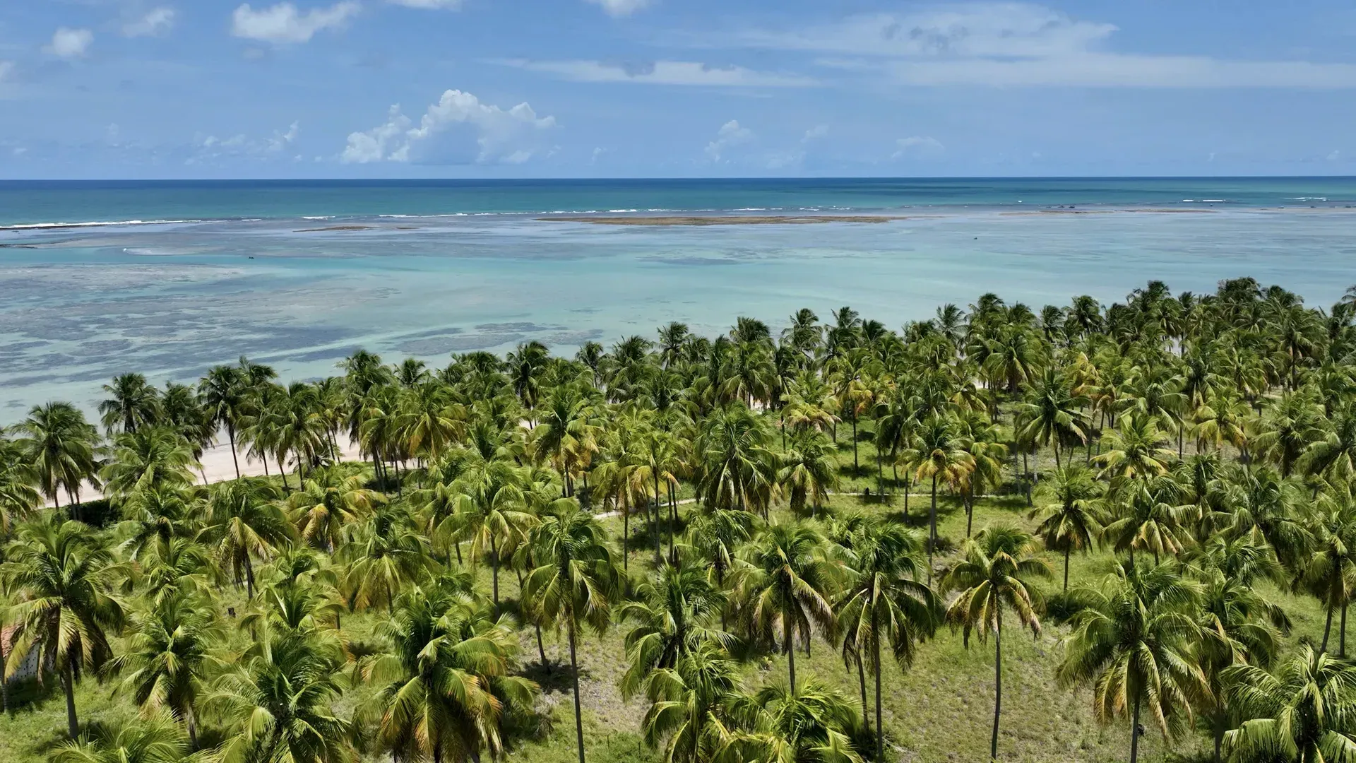 Praia com coqueiros em Maceió, destino da Black Week Intercity Hotels