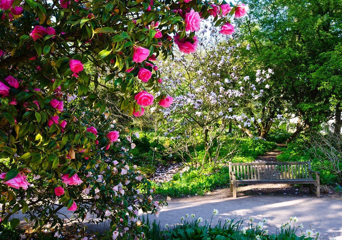 A wooden park bench sits on a paved path in a sunlit garden, framed by a bush filled with vibrant pink camellia flowers.