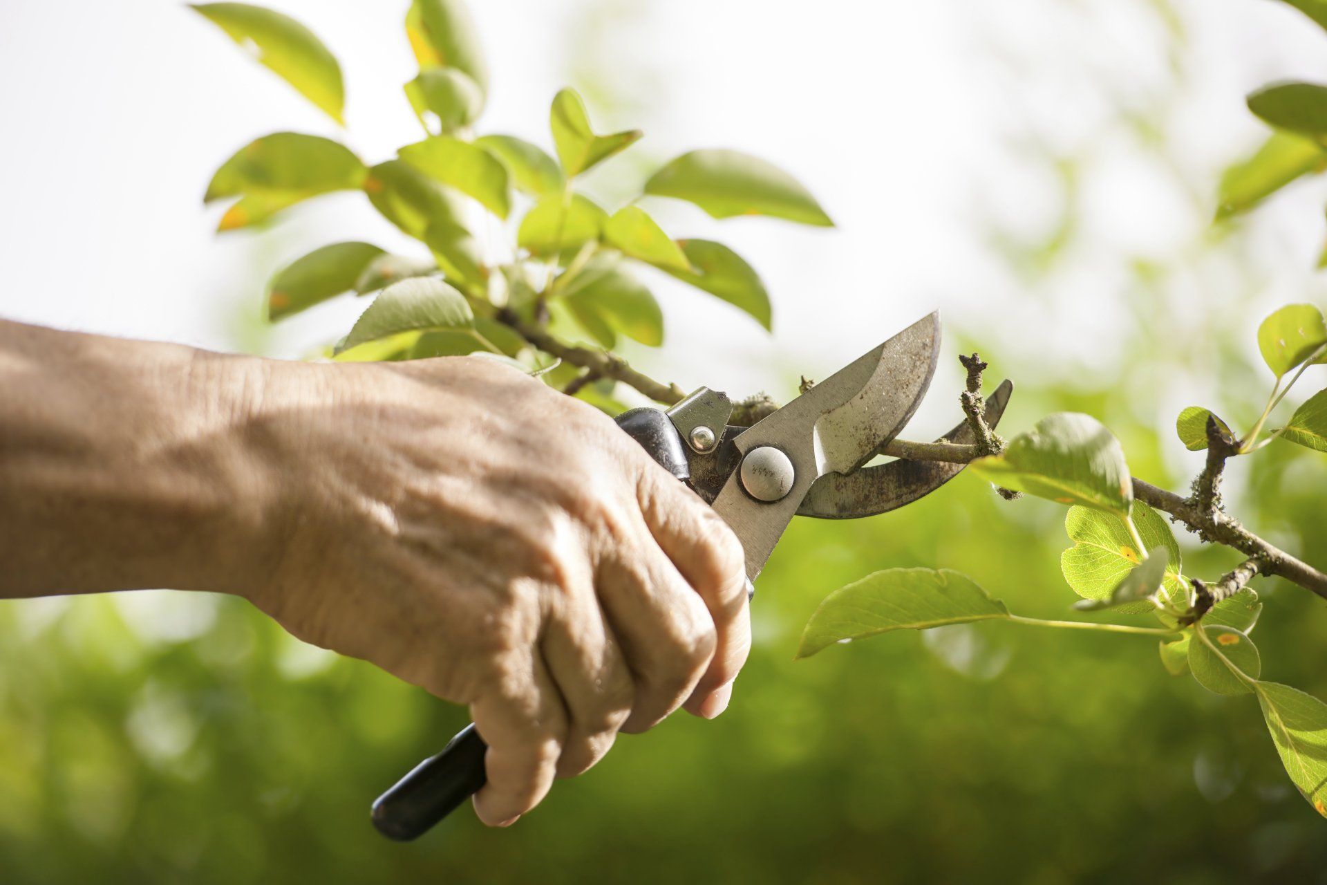 Tree Pruning — Anaheim, CA — Dels Tree Experts Tree Pruning — Anaheim, CA — Dels Tree Experts