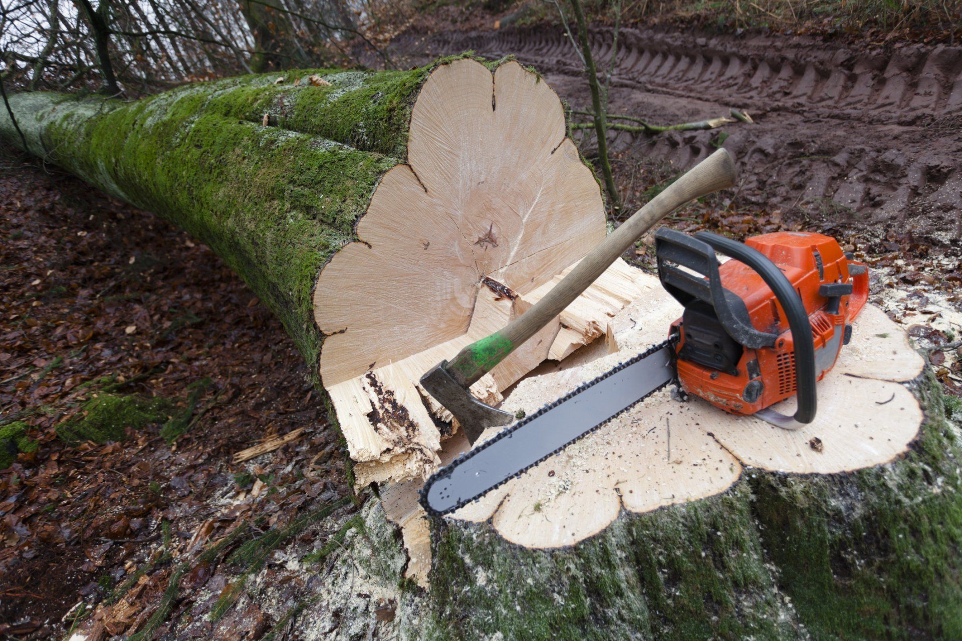 Cut Down Tall Tree — Anaheim, CA — Dels Tree Experts