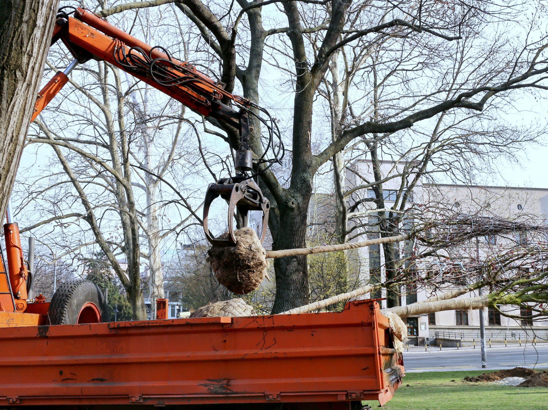 Tree Transfer — Anaheim, CA — Dels Tree Experts