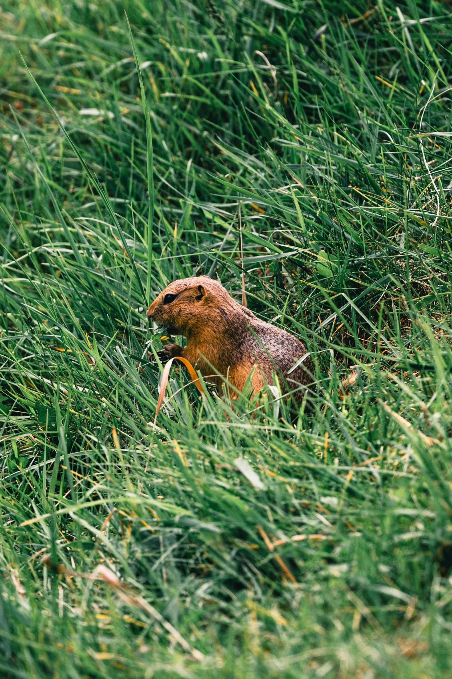 Small brown rodent sitting in tall green grass