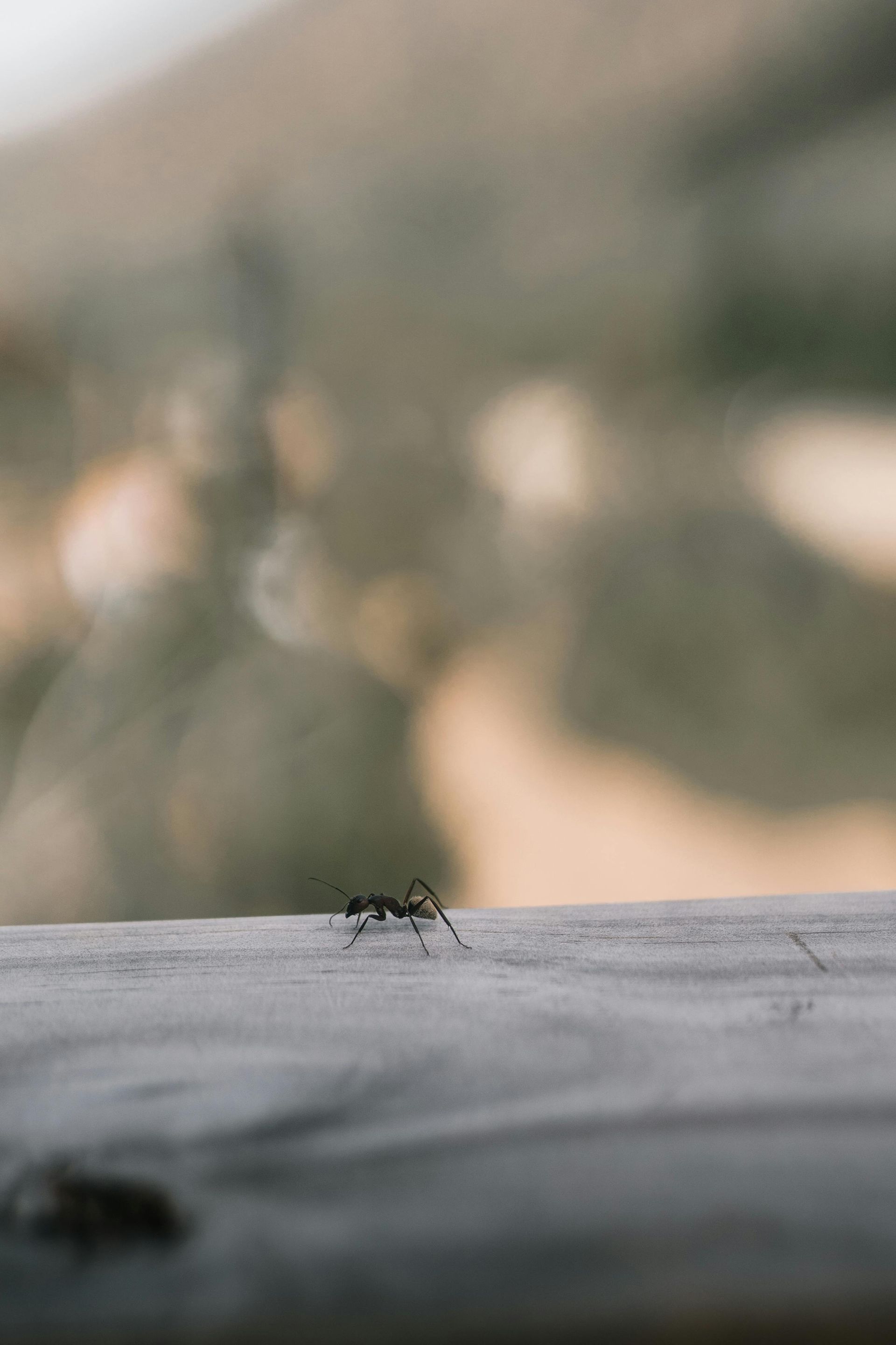 Small black ant on a gray ledge with a blurred outdoor background