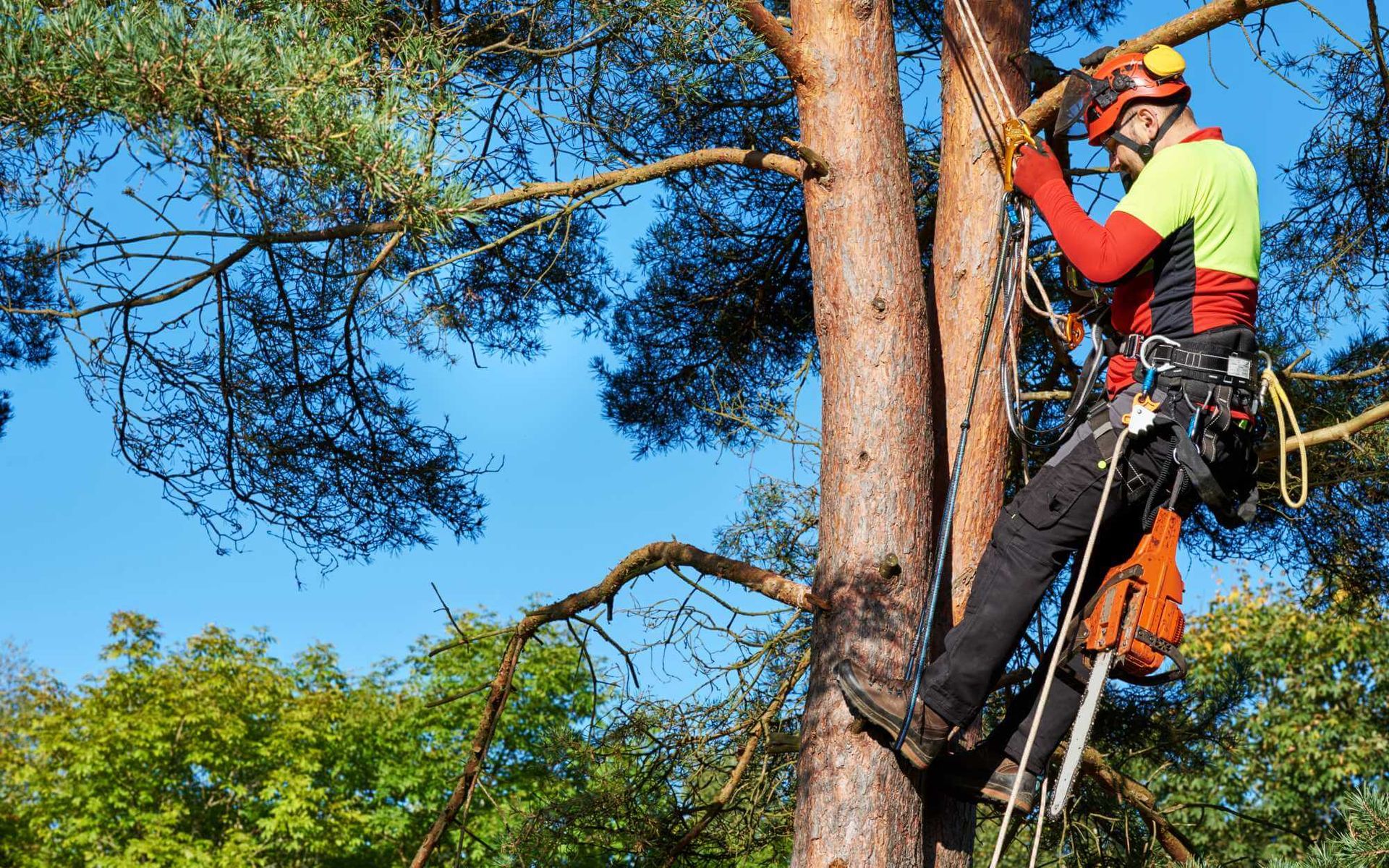 A StepbyStep Guide to Tree Removal Permits for Homeowners